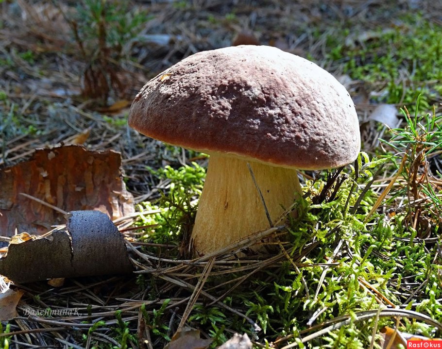 Иссык-Кульские белые грибы