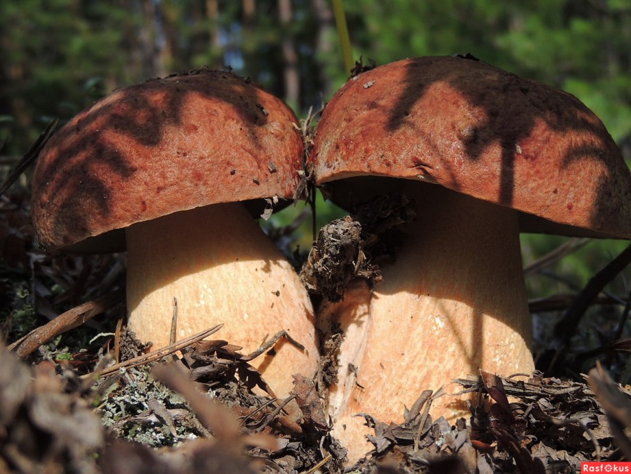 Русские гриб Боровичок