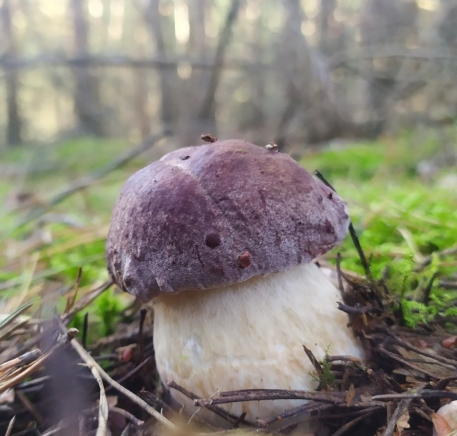 Грибы Беларуси