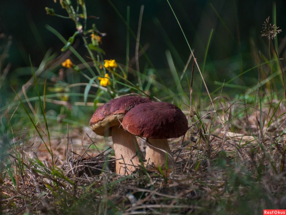 Зефирные боровички