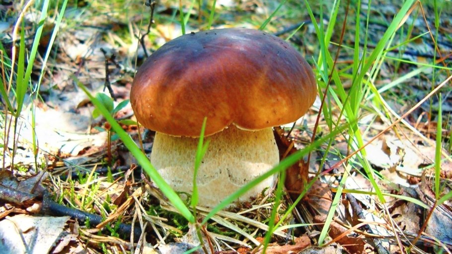 Гриб Борович