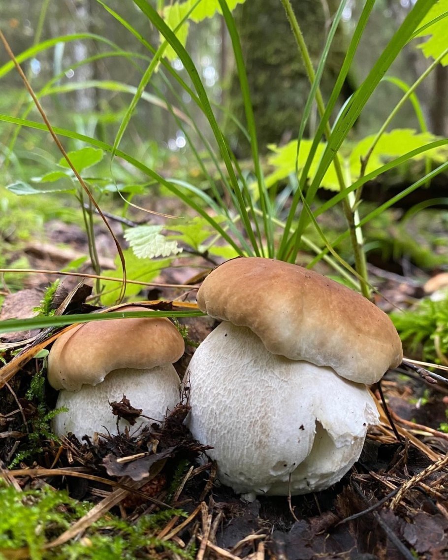 Съедобные грибы фото Боровик