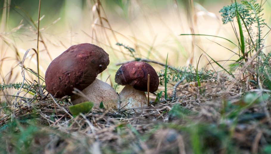 Белый гриб Сосновый 60мл