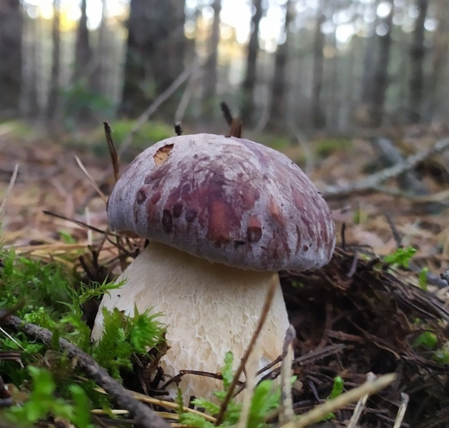 Боровик гриб съедобный