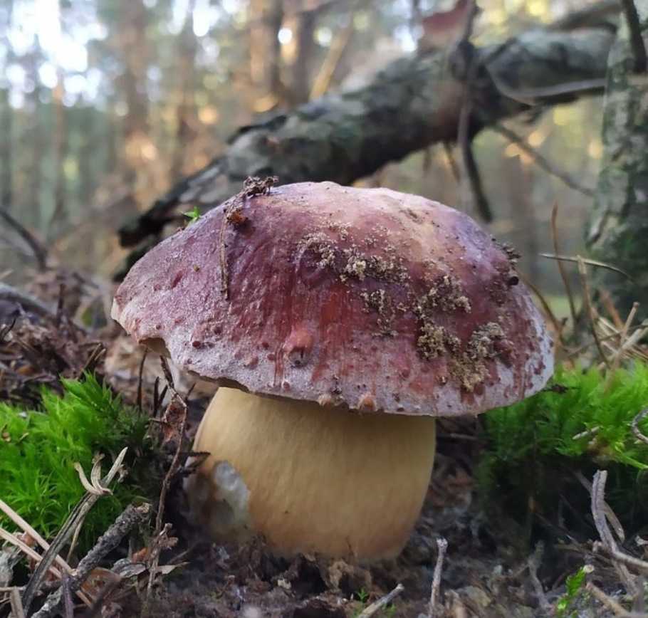 Гриб грибок Боровичок