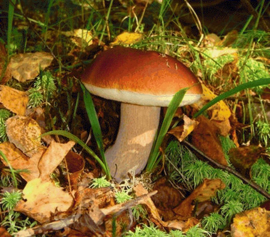 Грибные трофеи