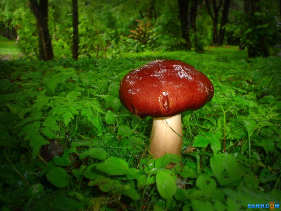 Жучок Боровичок