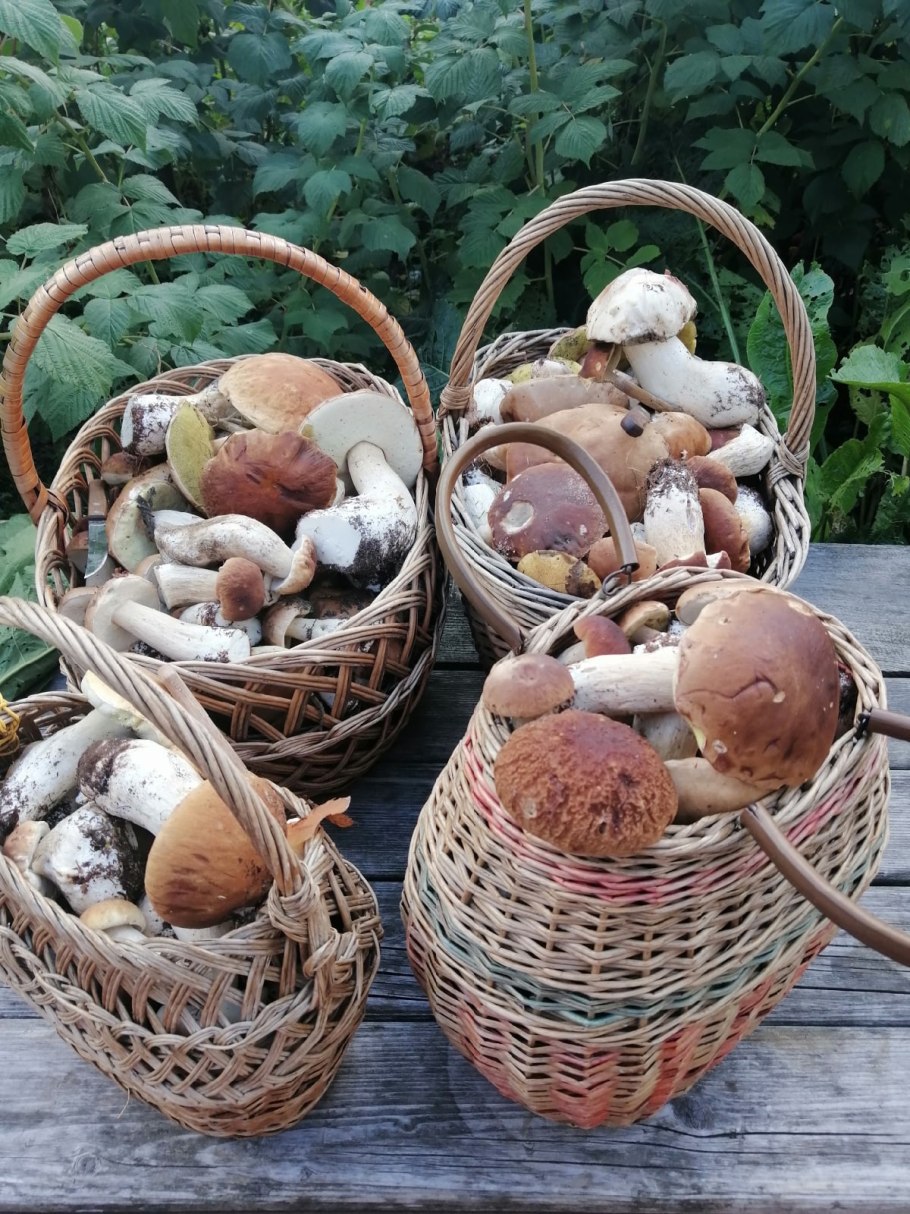 Грибы Ленинградской области на полях глюценогенные