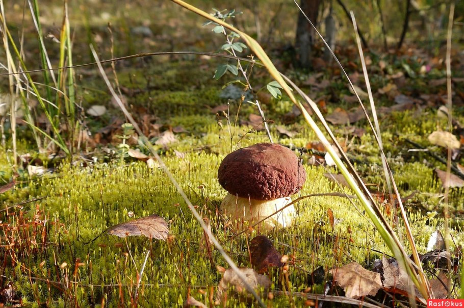 Боровичок фото
