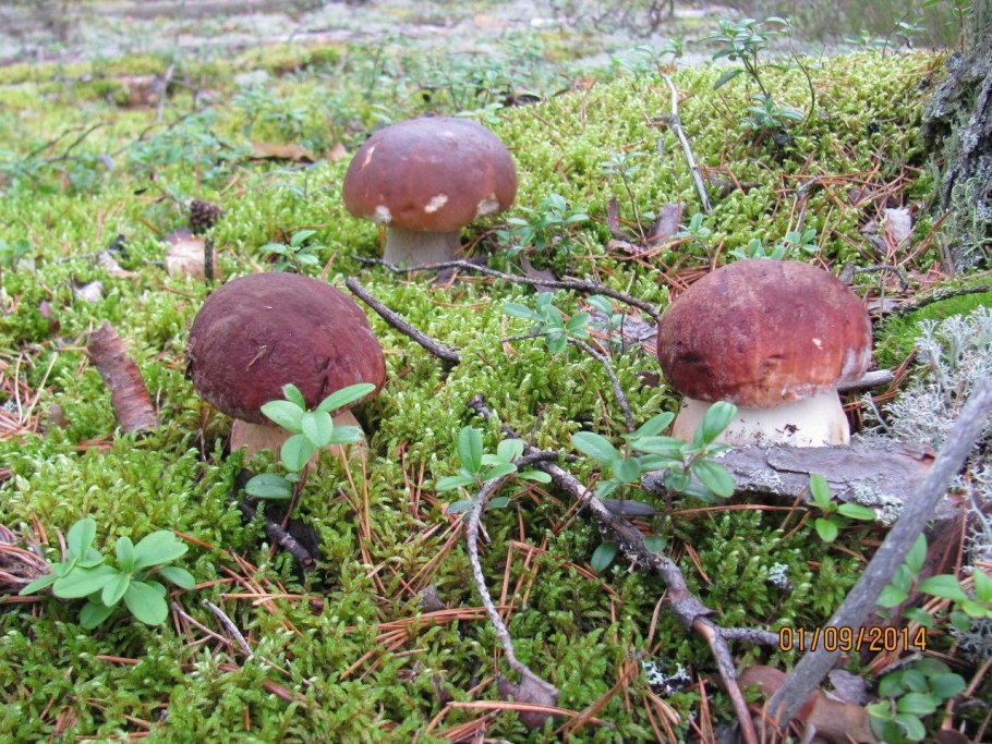 Фаршированные яйца грибочки