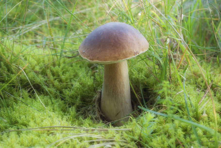 Закуска грибочки-боровички