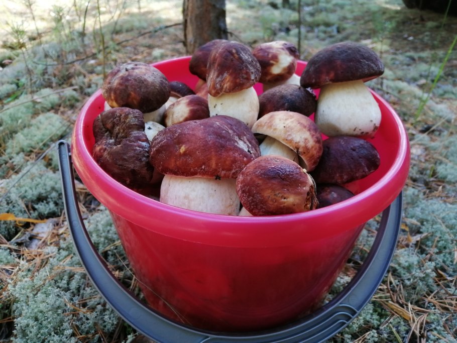 Полный кузов грибов