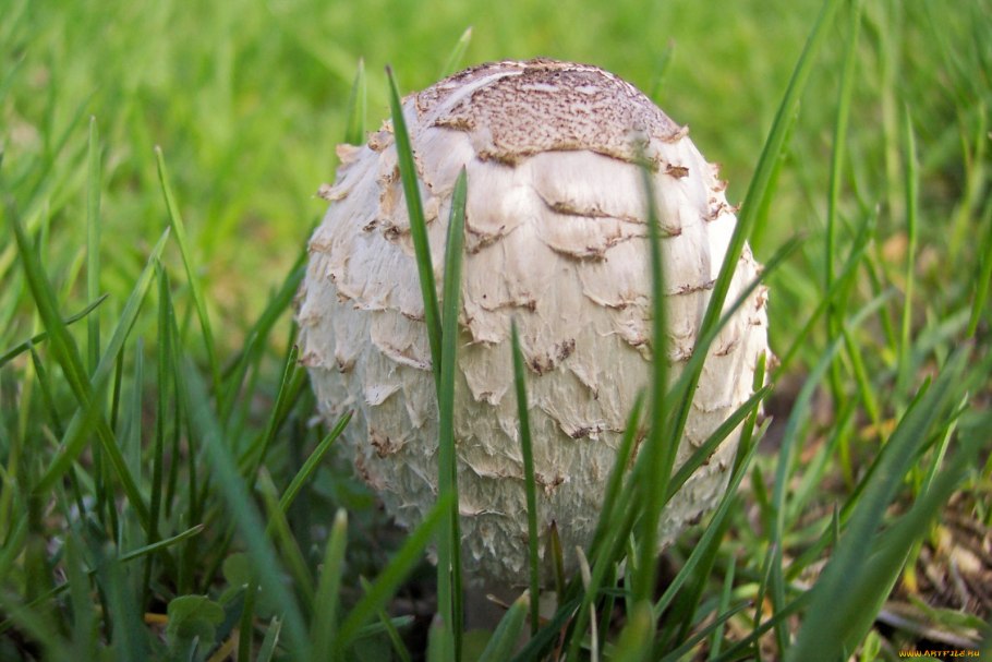 Грибы солоновики