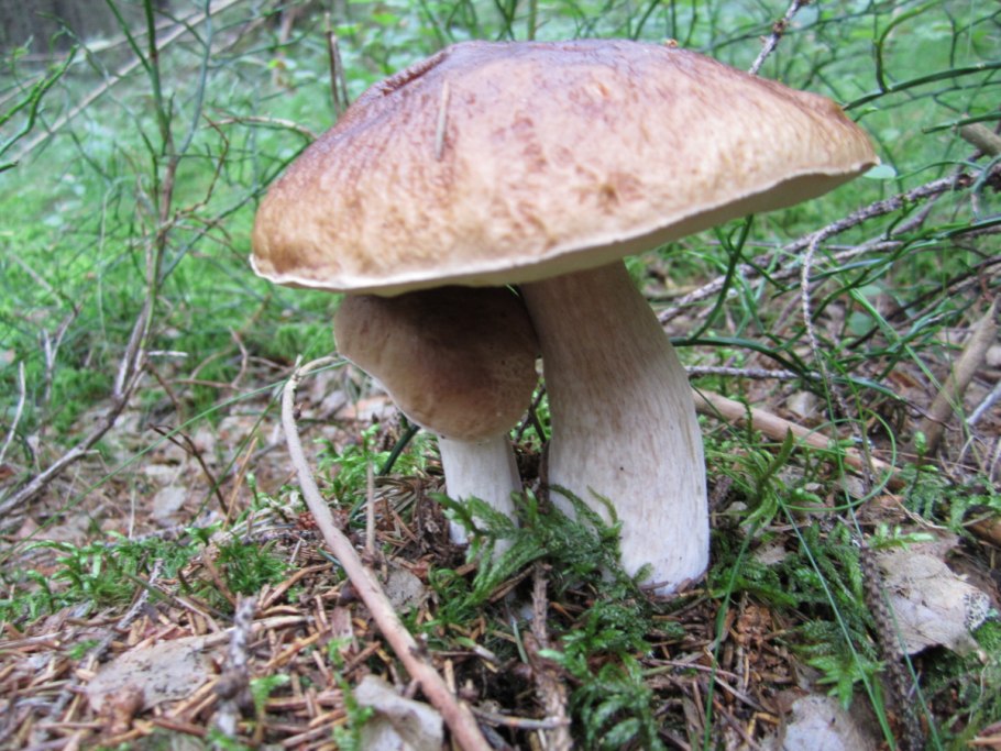 Грибы картинки