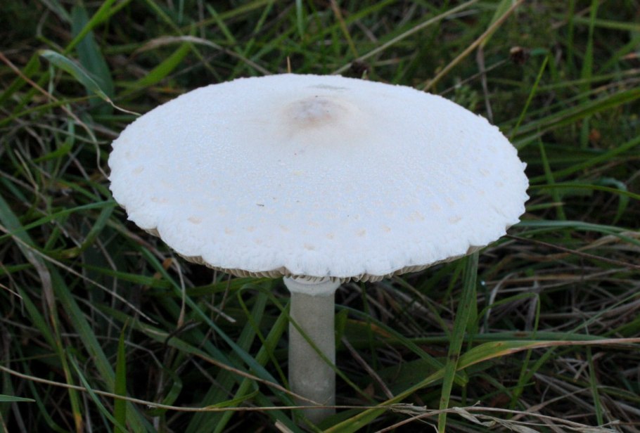 Agaricus arvensis Schaeff. — Шампиньон полевой