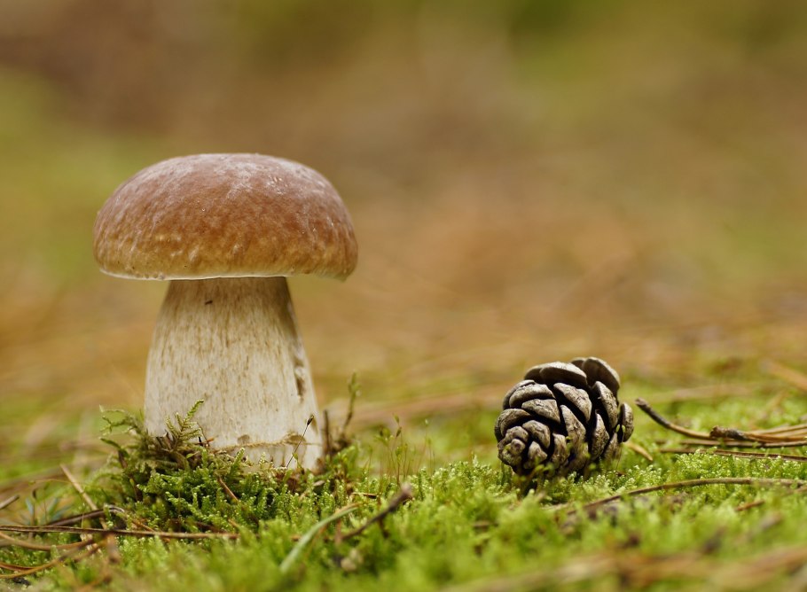 Навозник белый (лат. Coprinus comatus)