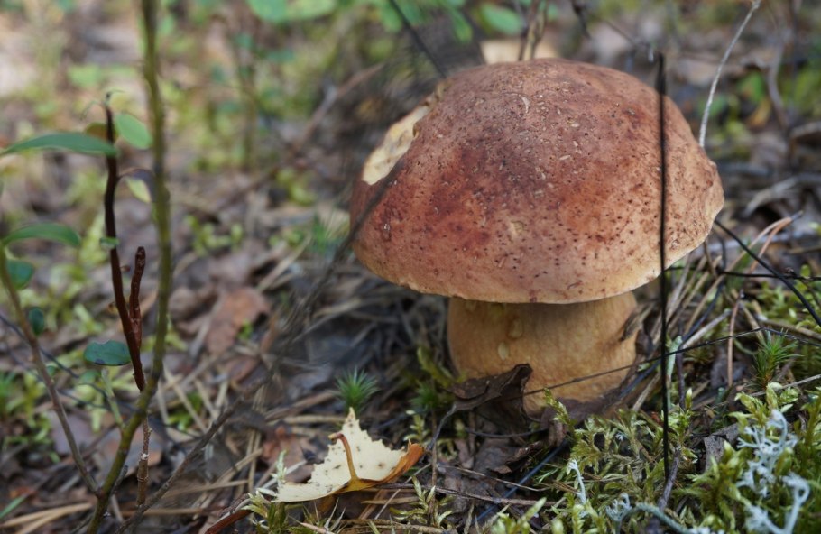 Луговые грибы названия