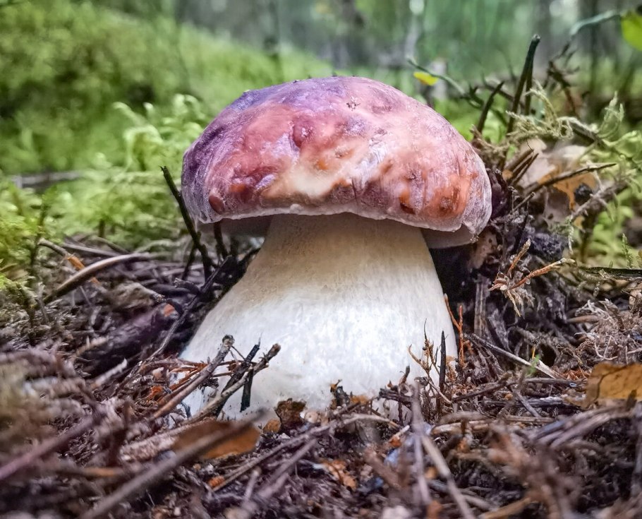 • Зонтик белый (Macrolepiota excoriata