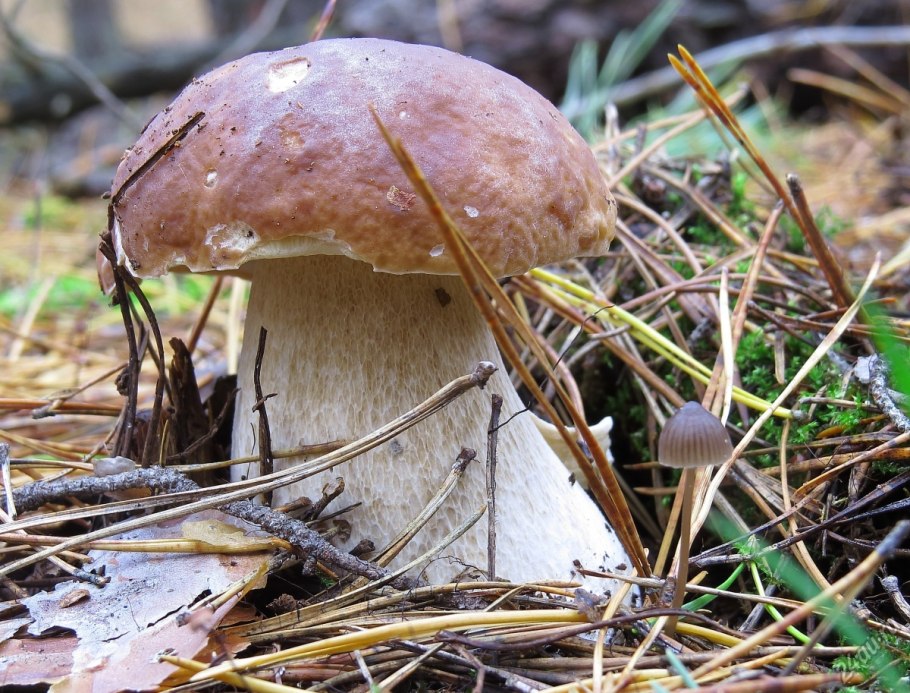 Гриб с белой шляпкой