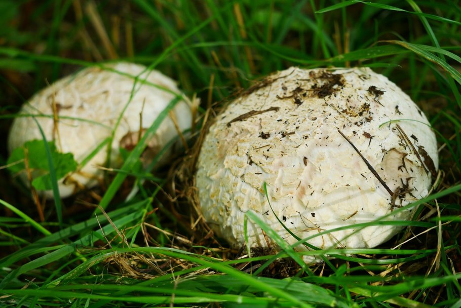 Шампиньон Луговой Agaricus Campestris