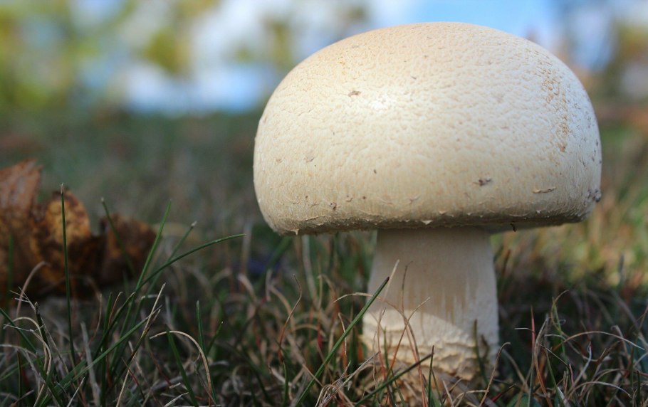 Боровик сетчатый Boletus reticulatus