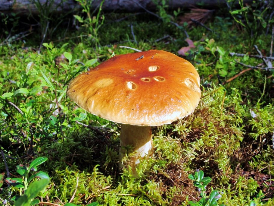 Лес Архангельской области с грибами