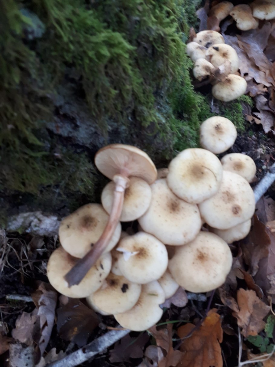 Опенок осенний (Armillaria mellea; Armillaria Borealis