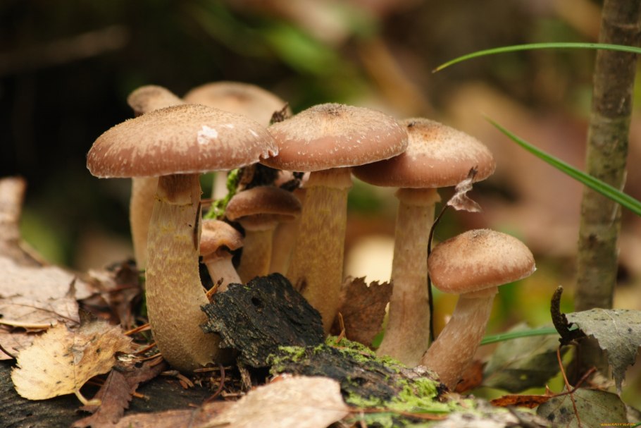 Опёнок осенний (Armillaria mellea)
