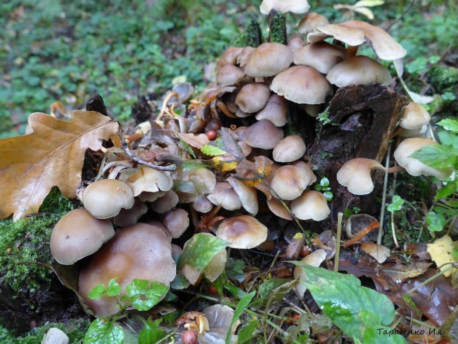 Осенние опята ложные