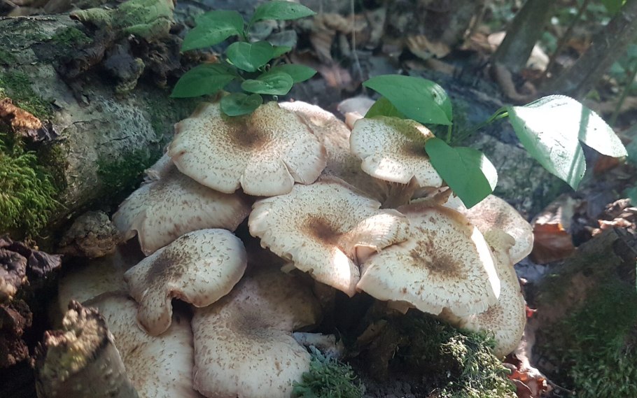 Гриб опёнок осенний