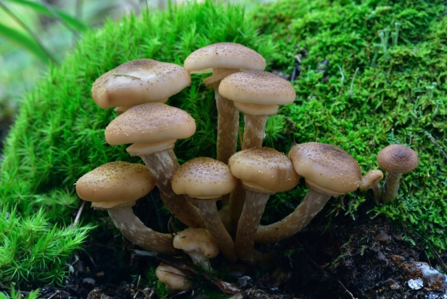 Королевские опята чешуйчатка золотистая съедобные