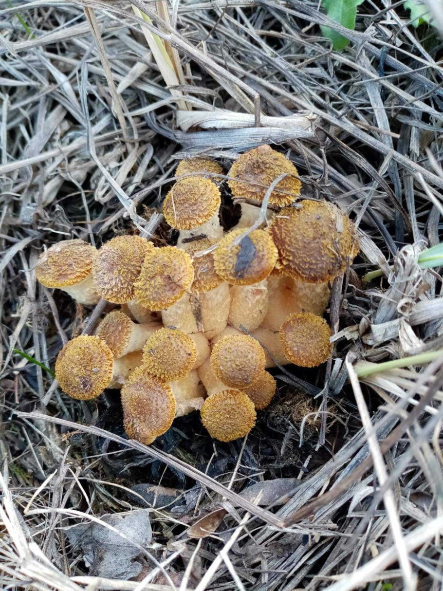 Ольховые опята