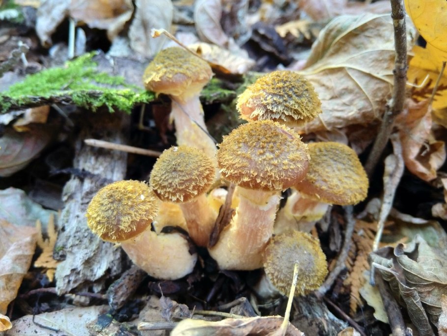 Лже опята осенние