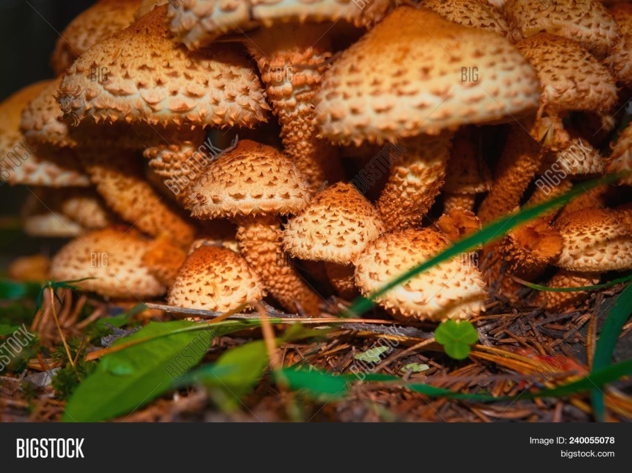 Опёнок осенний (Armillaria mellea)