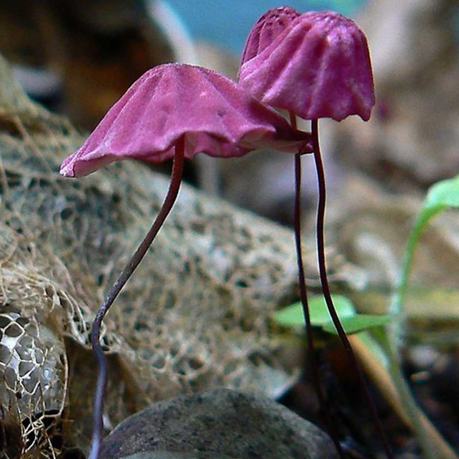 Фиолетовый гриб с тонкой ножкой