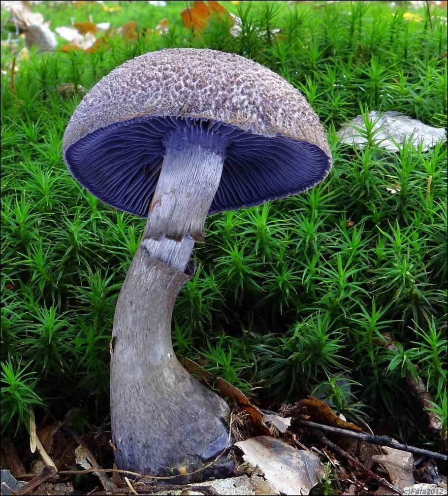 Гриб Laccaria amethystina.