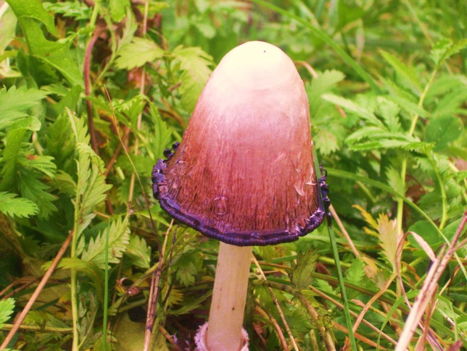 Паутинник собачий