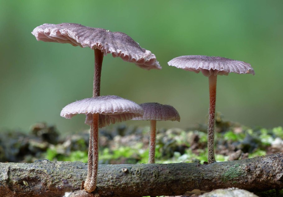 Гриб Mycena interrupta