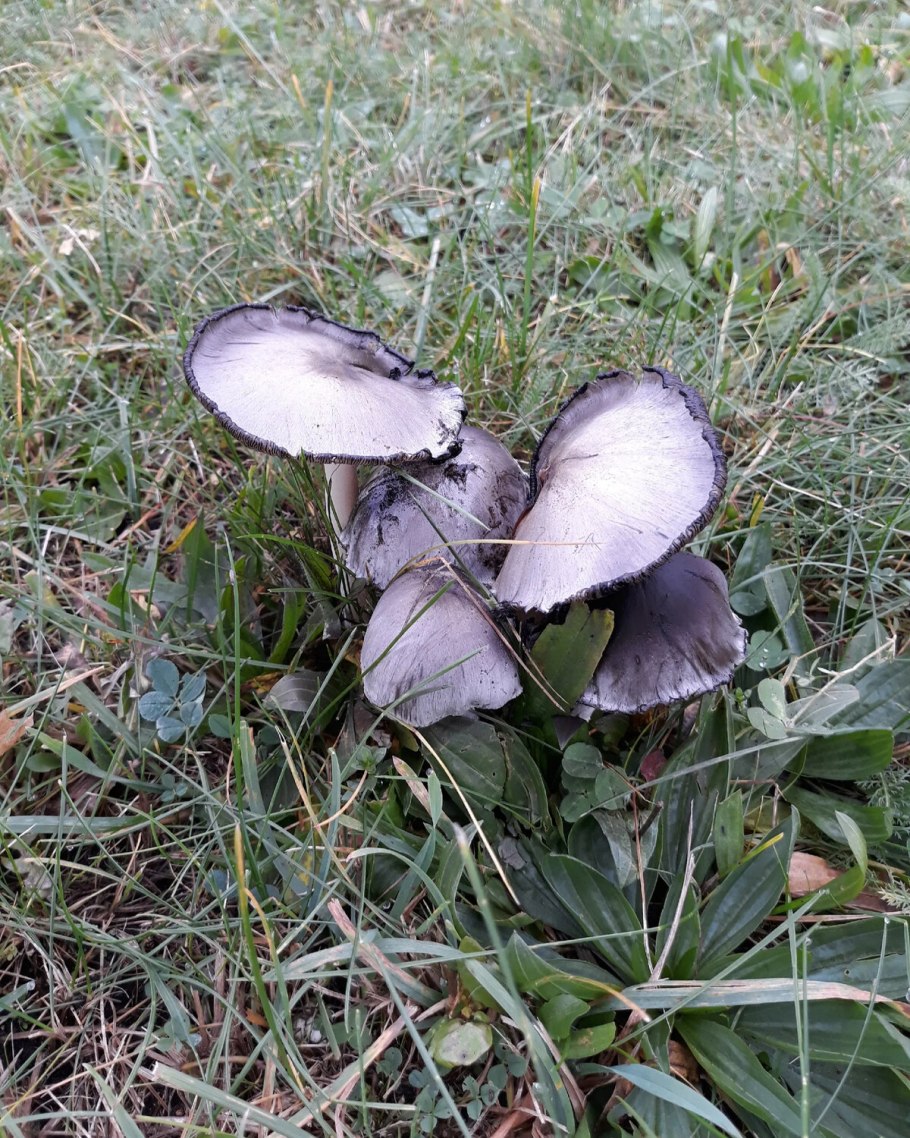 Навозник обыкновенный coprinopsis cinerea