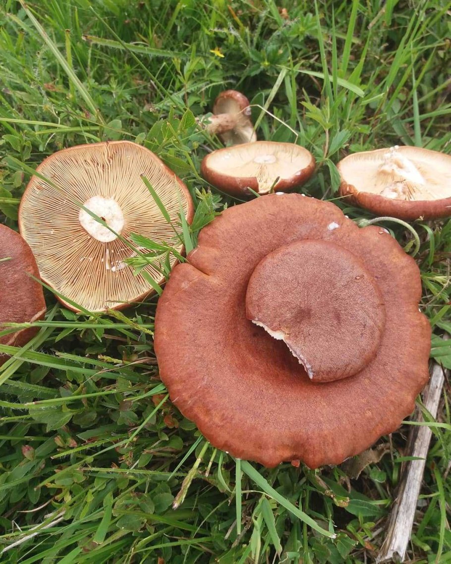 Laccaria proxima гриб