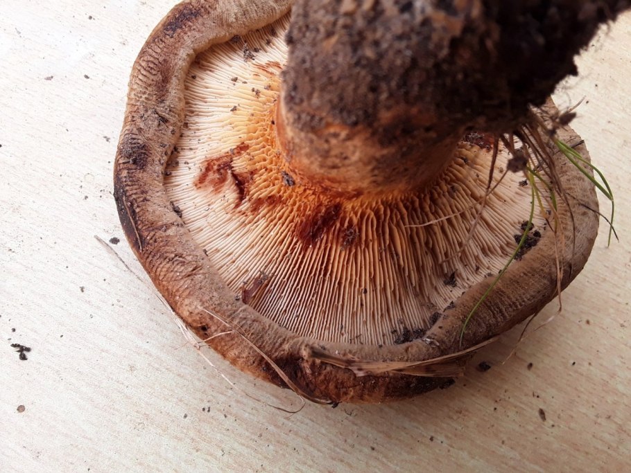 Грибы Крыма рядовка коричневая