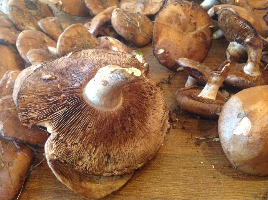 Паутинник каштановый