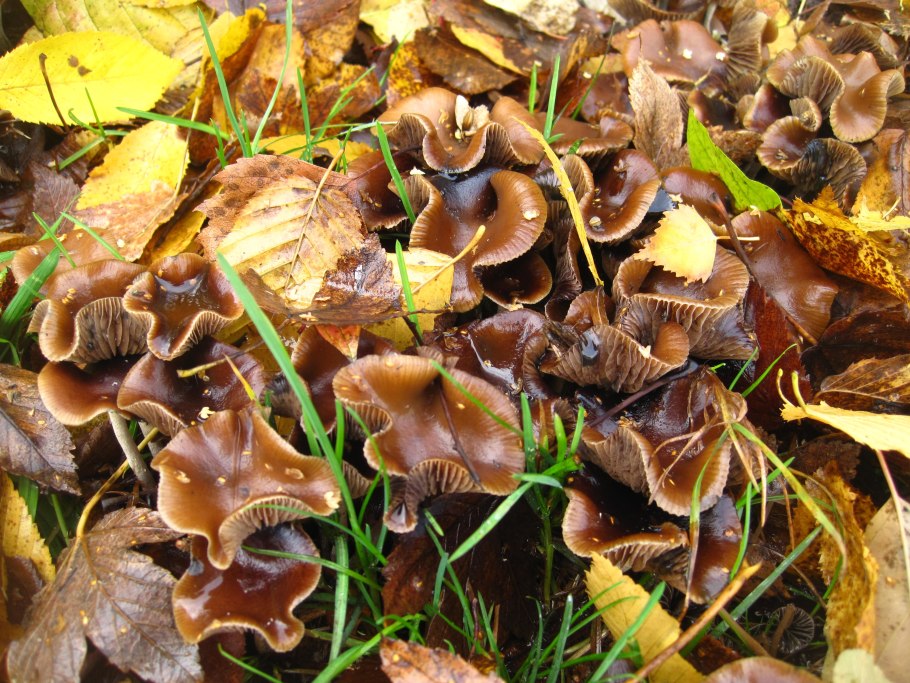 Волоконница разорванная (Inocybe lacera)