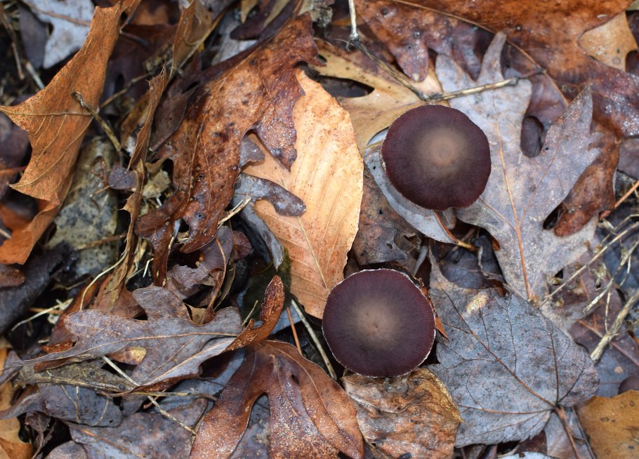 Паутинник багряный Cortinarius PURPURASCENS