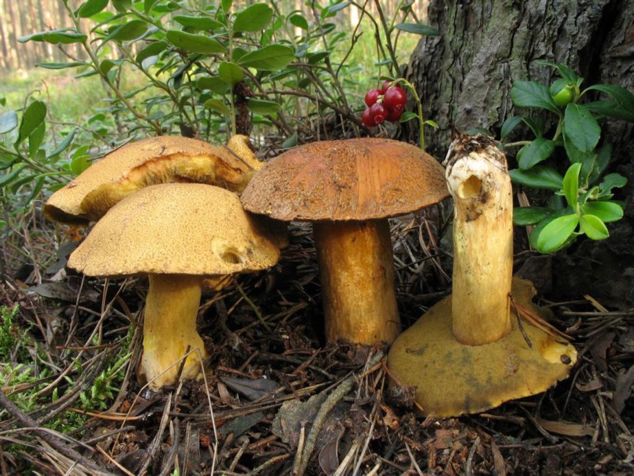 Масленок моховик