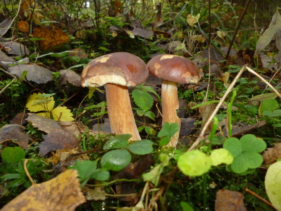 Грибы моховик Дубовик