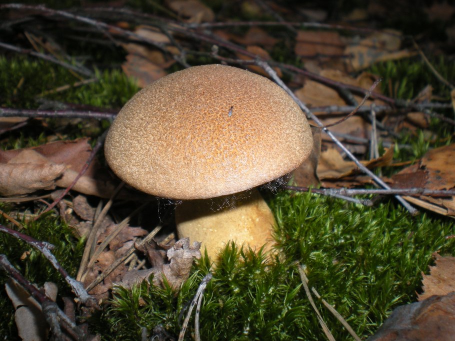 Маслёнок желто-бурый Suillus variegatus