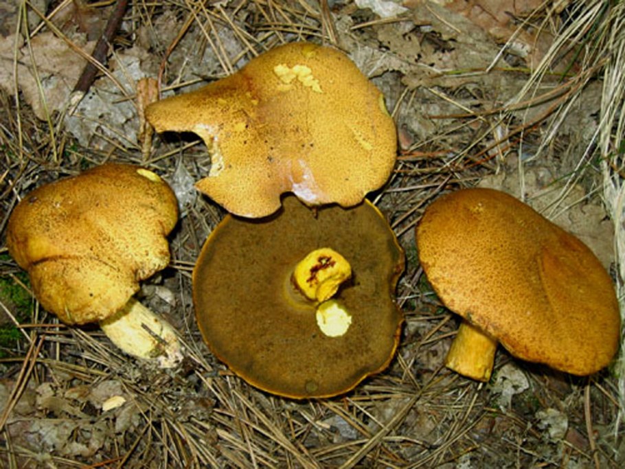 Боровые маслята ложные