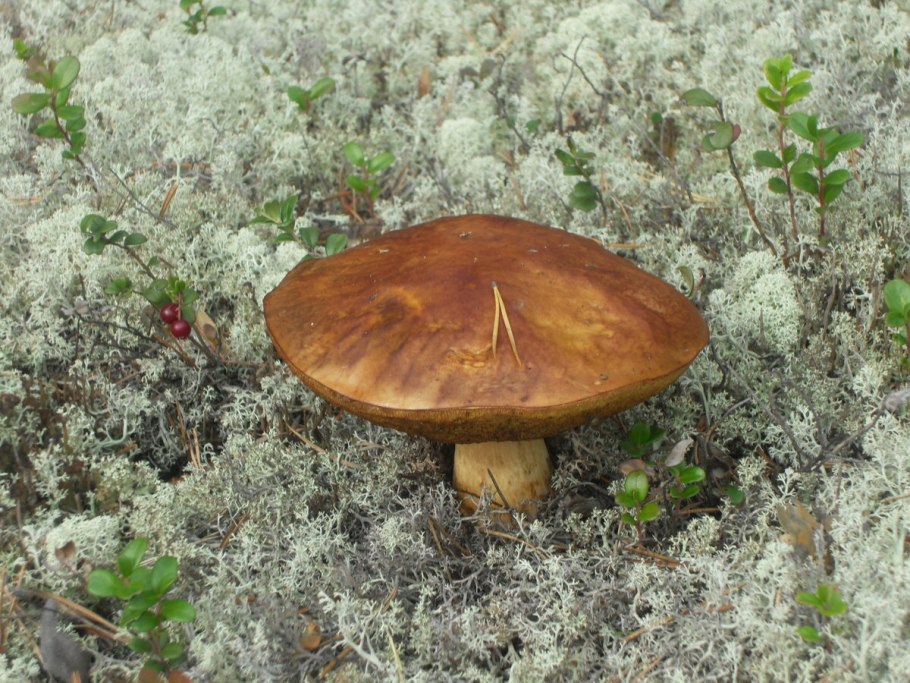 Моховик розовоногий