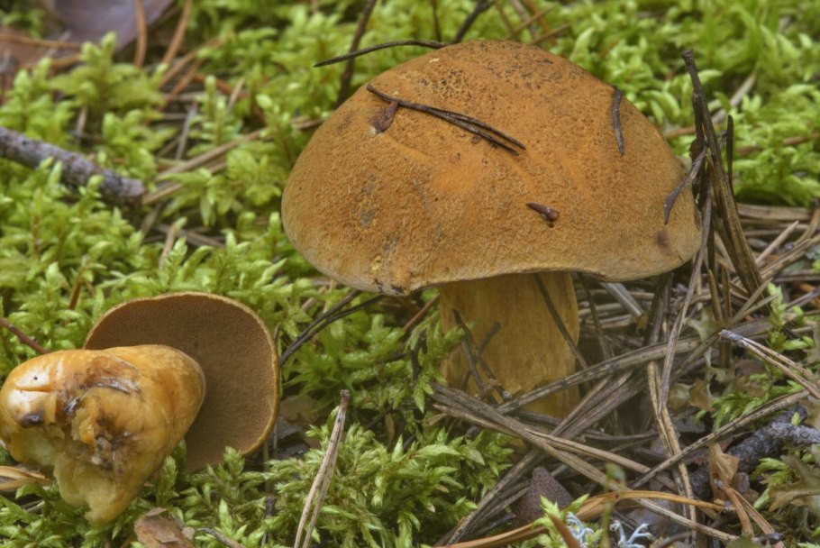Моховик коричневый